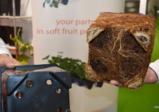 Van Krimpen BV, zicht op de wortelstructuur.