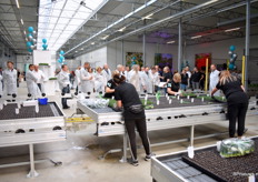De anjers en gerbera's worden nog met de hand gestoken. In dit gedeelte is er plaats voor zo'n 40 personen om te stekken.