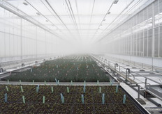 De eerste sectie, de natte kas, heeft met een luchtvochtigheidspercentage van 95%.