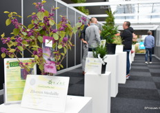 De Magical Deep Purple van Kolster Magical Garden Plants was de eerste van de KVBC prijswinnaars die men tegen het lijf liep.