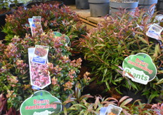 De Curly Red, Burning Love en Zeblid van About Plants Zundert.