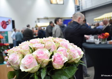 De Pink Athena van het label Pride of Africa.