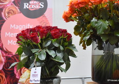 De rode varieteit aan de linkerzijde is de Red Mountain, Pride of Africa.