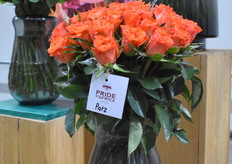 De Patz van Pride of Africa.