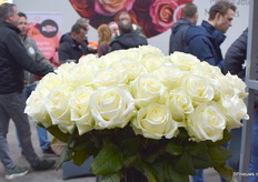 Avalanche+ van Berg RoseS.