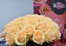 Avalanche Peach+ van Berg RoseS.
