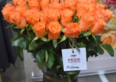 Millima van Pride of Africa.