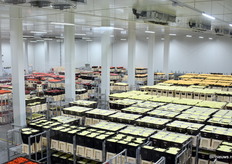 De koelruimte van 1500m2 waar de orders voor Nederlandse en Keniaanse daghandel wordt gepicked.