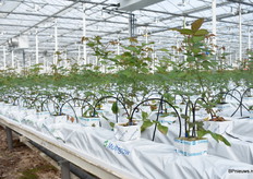 De nieuwe plantjes staan nu een aantal weken. Alles ziet er veel belovend uit.