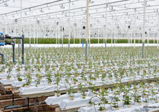 De jonge planten worden in de gaten gehouden door het oudergewas, dat ernaast groeit.