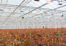 Het gewas onder de full-LED armaturen.