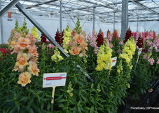 DoubleShot is characterized by a fenomenal branching and performs well is both hot and colder climate zones