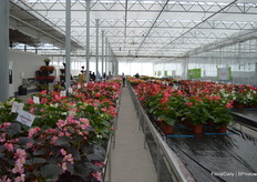 One of the highlights a the begonia 'Stonehedge', and extention to the 'Big' series. There is a Big, there is a Big Deluxxe, and now there is Stonehedge (meaning 'Super Big', but not named like that because the flowers itself are not bigger per se. A few samples however, will be enough to turn the average roundabout into a colorful garden).