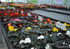'Unique' is a dark leaved Tuberous Begonia. Allegedly, Benary is the only breeder who has a dark leaved series available