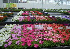 Uniformity might be the most crucial asset breeders look for. In these particular trials, Benary highlights its new varieties on one long table. Parallel, you can see corresponding varieties of colleague-breeders