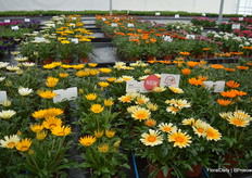 The new Gazania Zany Sunny Side Side Up is called like that because that's exatly what it does: when there is abundant sun light, the flowers don't twist but stay wide open.