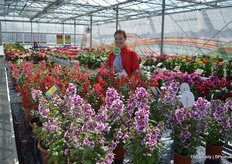 Suzanne Kooi, manager marketing with Pan American Seed, presenting a new Cuphea series in 3 different colors