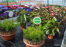 Fuzzy Fern is an asparagus fern (not to be confused with the aspargus vegetable!). Its seed stand out for its great germination power