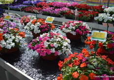 Almost as famous as the company itself is its Impatiens Beacon-series. For two reasons: because of its meldew-resistance, but also for the charity work which is done with the revenue it generates. Every year, a certain percentage  of the sales is donated to a charity organization supporting the interests of people with a rare disease