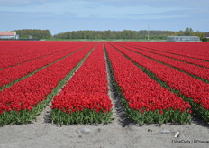 Driving around in the area in this time of year is a real treat