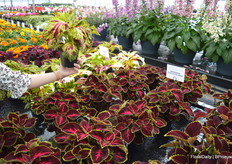 'Mezmerize Mosaic', its all in the name - and its trendy!