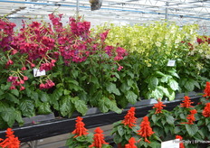 Often breeders advertise their plants by saying the stay small in production but explode in the garden. To 'prove' the Nicotiana Serius does so a few samples, available in two new colors (Deep Rose and Lime) are presented here.