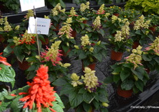 9 in 10 salvia's are red, but there is more. The Flipside series shows the cone can be yellowish, while the actual flowers can actually have different colors.