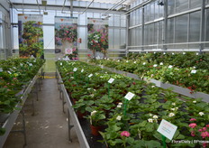 On the left visitors can admire experimentals, the three tabels on the right show the exisiting assortiment en mirror each other in growth stages