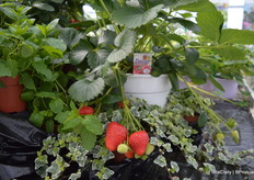 It probably cannot be proven, but according to most the Delizz is the most tasty strawberry in the entire ABZ strawberry inventory