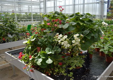 ABZ is unique in combining taste and looks; the plants produce tasty strawberries while simultaneously being an ornamental plant you would wanna have even if there were no fruits.