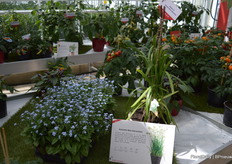 Something new in the breeders' inventory, which mostly consists of mini-tomato's, mini-cucumbers, mini-peppers and other mini-vegetables, is this Allium 'Autumn Bee Attraction', an edible ornamental which also attracts a lot of pollinators in the garden.