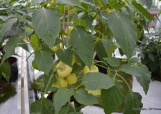 This thing is called a 'Pumpkin Pepper', a pepper disguised as pumpkin. This one is called 'Spooky Sweet Red', amon others meaning that it changes its color to red when it ripens