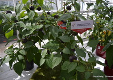 And there is a second one: the 'Halloween Sweet Red'. This ones starts of black and goes to red when it matures