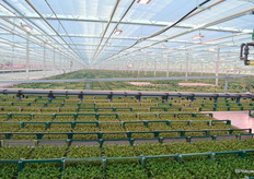 Stek zover het oog reikt