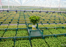 Country, één van de rassen die hier wordt beworteld