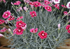 Flutterby van Whetman Plants International, welke eerder dit jaar Chelsea Plant of the year Finalist 2019 was. 