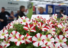 De King of Amore van Danziger in de stand van Florensis.