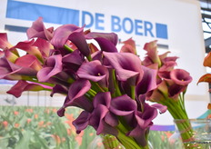 De Calla Durban van De Boer Calla Berkel.