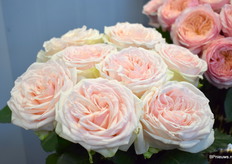 De Cornwal van Roses Bebber.