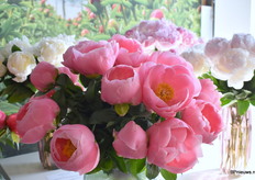 De Paeonia Salmon Chiffon van Groot & Groot.