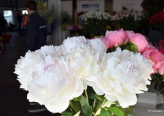 En de Paeonia Odile van Groot & Groot.