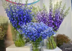 De Delphinium navy Blue Donna & Purple Heart van Blooming Innovations.