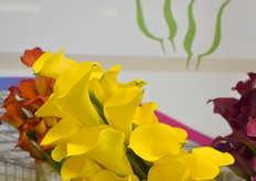 En de Calla Gold Medal van J.H. Meiland.