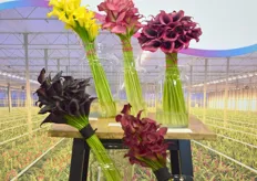 Zandvoort Flowers presenteerde ook meerdere mooie Calla's.