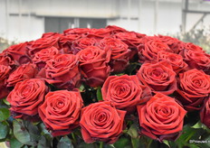 Een bos Red Naomi! van Kwekerij Meewisse