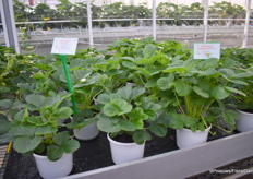 Rechts op de foto een nieuwe toevoeging aan het kitchen fruit assortiment. Het soort is maar liefst 3 weken vroeger dan de Delizz. Het oude vertrouwde soort staat links op de foto. Het verschil is duidelijk zichtbaar. Het nieuwe soort krijgt binnenkort een naam. Daarbij zijn er nog meer nieuwe soorten die op dit moment worden getest.