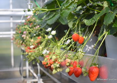 Los van mooie planten, was er natuurlijk ook wat lekkers te proeven bij ABZ Seeds.