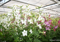 De Nicotiana x Sanderae Sirius White en een hoge plant met veel witte bloemen.