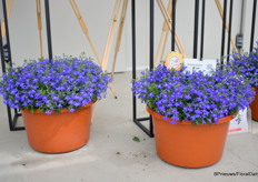 Bij Benary stond hun Masterpiece Blue with Eye, Gold Medal Winner van Fleuroselect, in de spotlight.