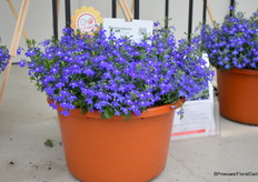 Het soort komt uit zaad wat meer flexibliteit geeft voor de kweker, veel sneller is en natuurlijk goedkoper. Daarbij is dit soort erg hitte resistent. Maar na het winnen van de Gold Medal wordt er niet stilgezeten. Er word druk door veredeld en er zijn nieuwe kleuren onderweg.